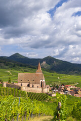 Fototapeta premium Typical vineyard near Hunawihr near Ribeauville Riquewihr, Haut-Rhin, Region Grand Est, Alsace, France