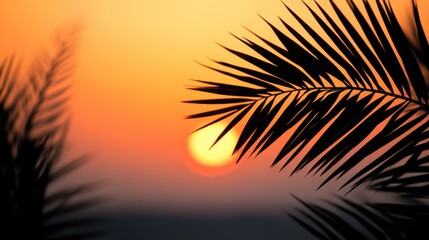 A beautiful sunset view from behind palm tree leaves is seen