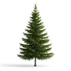 Obraz premium Growing evergreen tree nature setting image content indoor environment close-up view natural beauty