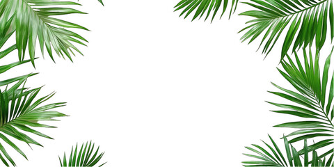 A green leafy plant with a white background