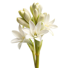 Fototapeta premium Tuberose Flower Isolated on White Background 