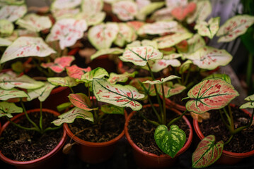 Several caladium bicolor plants, also known as angel wings, are growing in pots in a greenhouse,...