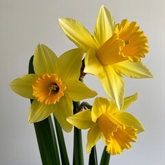 Fototapeta premium yellow daffodil flowers isolated on white background