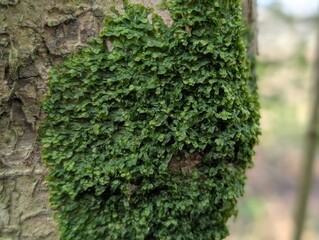 A Veilwort (Metzgeria) liverwort on a tree trunk