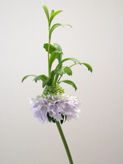 紫色のちょんまげスカビオサ