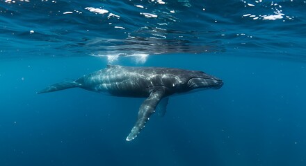 Fototapeta premium 穏やかな光 海中 ゆっくり泳ぐザトウクジラ 神秘的シルエット. AI Generated