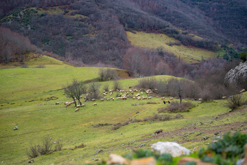Green hillside with grazing sheep and barren trees. Herd of sheep in rural landscape. Nature, pastoral scene and livestock concept 
