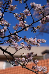 The pink Japanese cherry blossoms are in full and splendid bloom, under the blue sky.  Cherry blossoms in detail.