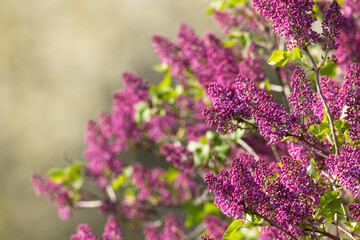 lilac in Slovakia in Polana National Park © Richard Semik
