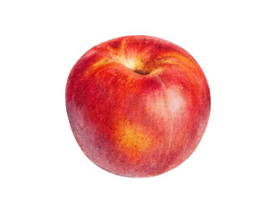 Hand-Painted Watercolor Nectarine Botanical Illustration Isolated on White