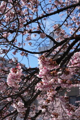 Fototapeta premium The pink Japanese cherry blossoms are in full and splendid bloom, under the blue sky. Cherry blossoms in detail.