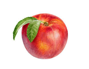 Hand-Painted Watercolor Nectarine Botanical Illustration Isolated on White