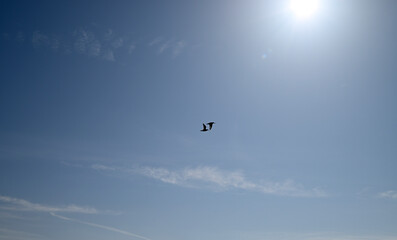 Two Oystercatcher flying over the river Elbe, Hamburg, Germany