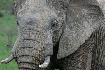 African elephant in wildlife reserve nation park Pilanesberg close up detail panoramic view of...