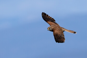 Obraz premium Grifone. Natura e naturalismo, uccello in libertà. Primo piano ravvicinato del rapace. Ritratto..