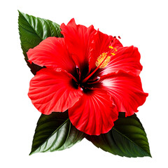 Red Hibiscus Flower. Hibiscus Rose flower. Close-up of a vibrant red hibiscus flower on white background. Vibrant red hibiscus flower isolated on white background
