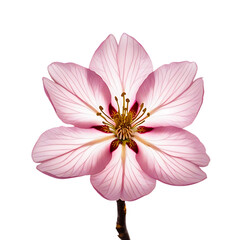 Close-up view of a single sakura flower with delicate pink petals, Extreme close up of one cherry blossom. showing intricate details of the stamen and pistil. single sakura flower on PNG background
