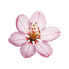 Close-up view of a single sakura flower with delicate pink petals, Extreme close up of one cherry blossom. showing intricate details of the stamen and pistil. single sakura flower on PNG background
