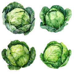 Obraz premium Fresh green cabbages in a vibrant garden setting close-up nature photography organic farming concept