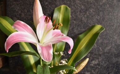 A beautiful picture of Pink Lily flower.