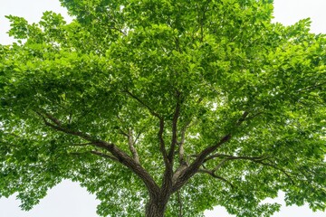 Fototapeta premium A vibrant green tree with a wide canopy, showcasing lush leaves against a bright sky, symbolizing nature's beauty and vitality.