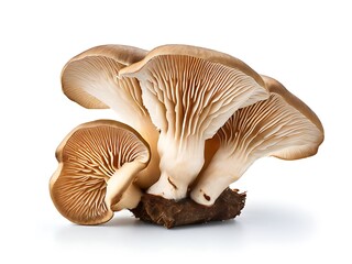 Group of Oyster Mushrooms on White Background