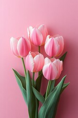 Close-up of pastel pink tulip flowers on a soft pink background, ideal for Mother's Day, Valentine's Day, or Women's Day greeting cards.