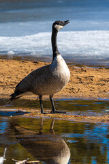 Winterlandschaft im Rocky Mountain Nationalpark