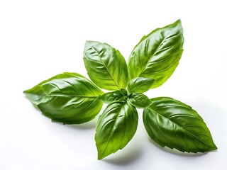 Fototapeta premium Fresh Basil Sprig on White Background