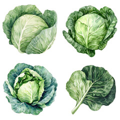 Obraz premium Cabbage varieties display garden food photography organic environment close-up healthy eating