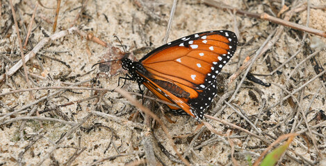 butterfly on the ground