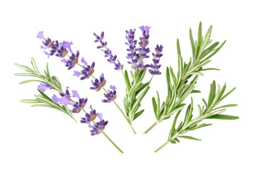 Isolated lavender and rosemary sprigs, botanical illustration