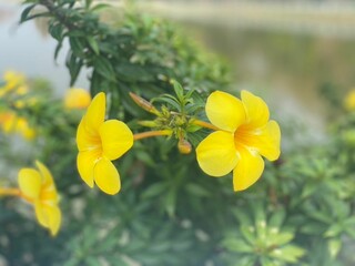 The beautiful and eye-catching flowers in the garden are very suitable for relaxation and are very good for the heart.

