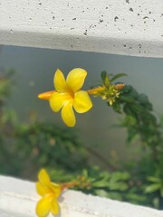 The beautiful and eye-catching flowers in the garden are very suitable for relaxation and are very good for the heart.

