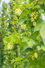 Hop plantation in Mislinja valley in Slovenj Gradec area in Slovenia