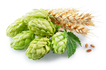 Fresh green hops or hop cone flowers and ripe golden wheat ears on white background. File contains clipping path.