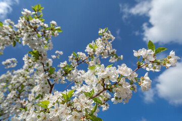 Blooming spring cherry tree twigs. Blue sky on the background.