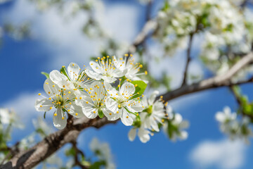 Blooming spring cherry tree twigs. Blue sky on the background.