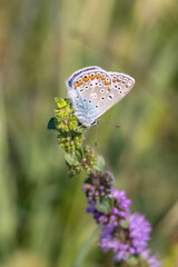 Common blue butterfly or European common blue(Polyommatus icarus) in blooming field of herbs
