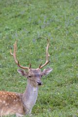Male deer at Deer camp Jelenov Greben in Olimje Podcetrtek in East Slovenia