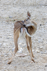 Fawn at Deer camp Jelenov Greben in Olimje Podcetrtek in East Slovenia