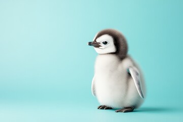 Obraz premium Cute penguin chick stands in front of a blue background showcasing its fluffy feathers and curious demeanor