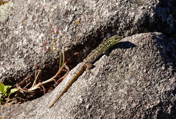 Small lizard sunbathing on rocks