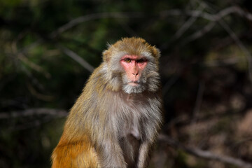 Isolated Monkey Sitting With Serious Face Expression, Sad Monkey Images, Cute Monkey Photography, Monkey Picture, Monkey Image