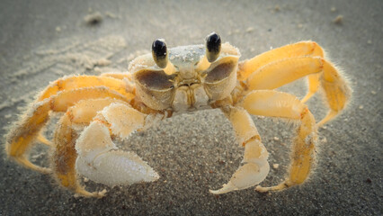 crab on the beach