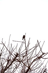Bird on the Branch of a Leafless Almond Tree on a Cloudy Day.