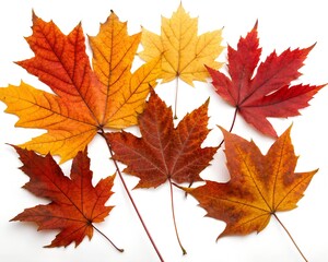 Obraz premium Collection of Colorful Autumn Maple Leaves