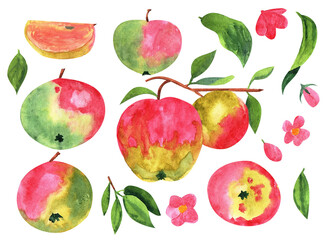 Apples set. Watercolor harvest apple with leaf isolated on white background, fresh fruit. apple tree branch illustration