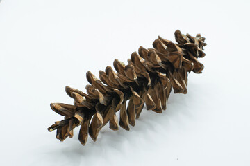 pine cones isolated. As they mature, they turn brown and open up to release seeds.