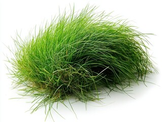 Fototapeta premium A photograph of long, green grass on a white background, studio photography, natural lighting, product shot, close-up.